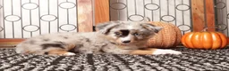 Miniature Australian Shepherd dogs for sale: River - Mini Aussie  - Ad 3