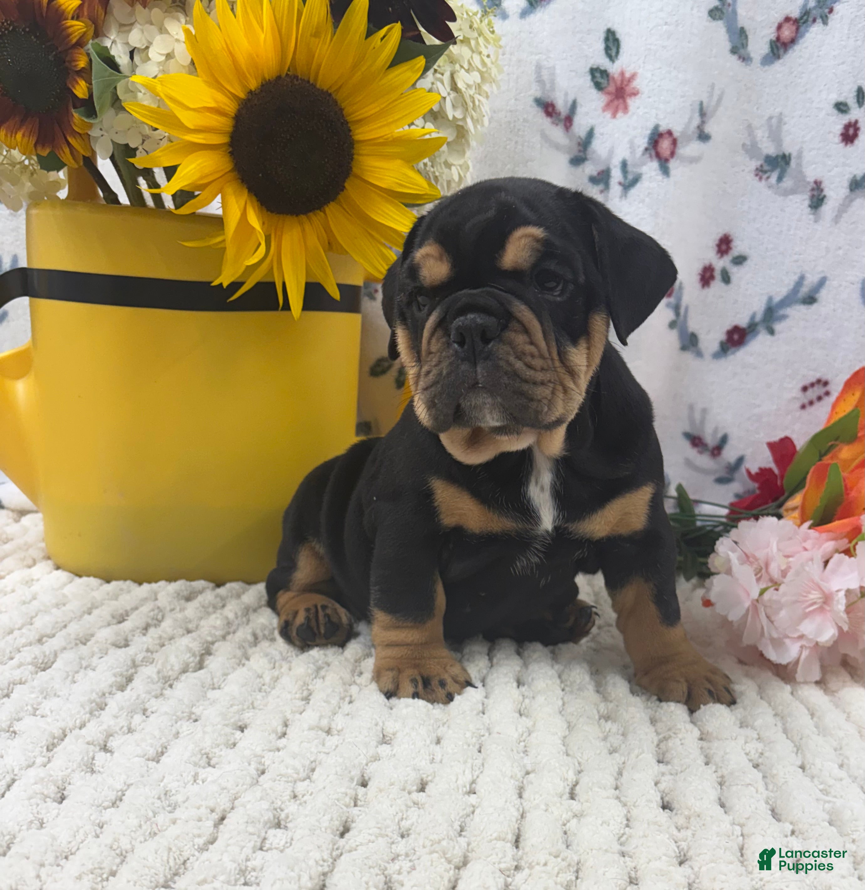 English Bulldog dogs Tessa - Ad 1