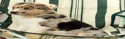Australian Shepherd dogs for sale: Twilight - Ad 8