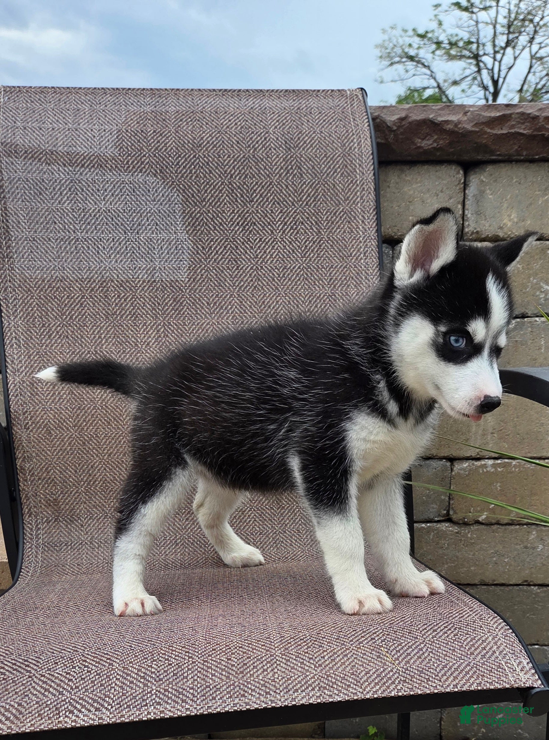 Siberian Husky dogs Ella - Ad 2