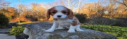 Cavalier King Charles Spaniel dogs for sale: Val - Ad 1
