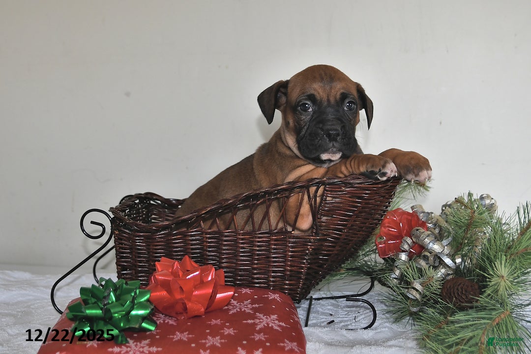 Boxer dogs for sale: Banjo - Ad 2