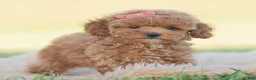 Toy Poodle dogs for sale: Candy apple - Ad 3