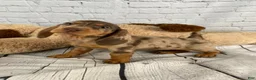 Miniature Dachshund dogs for sale: Hailey - Ad 1