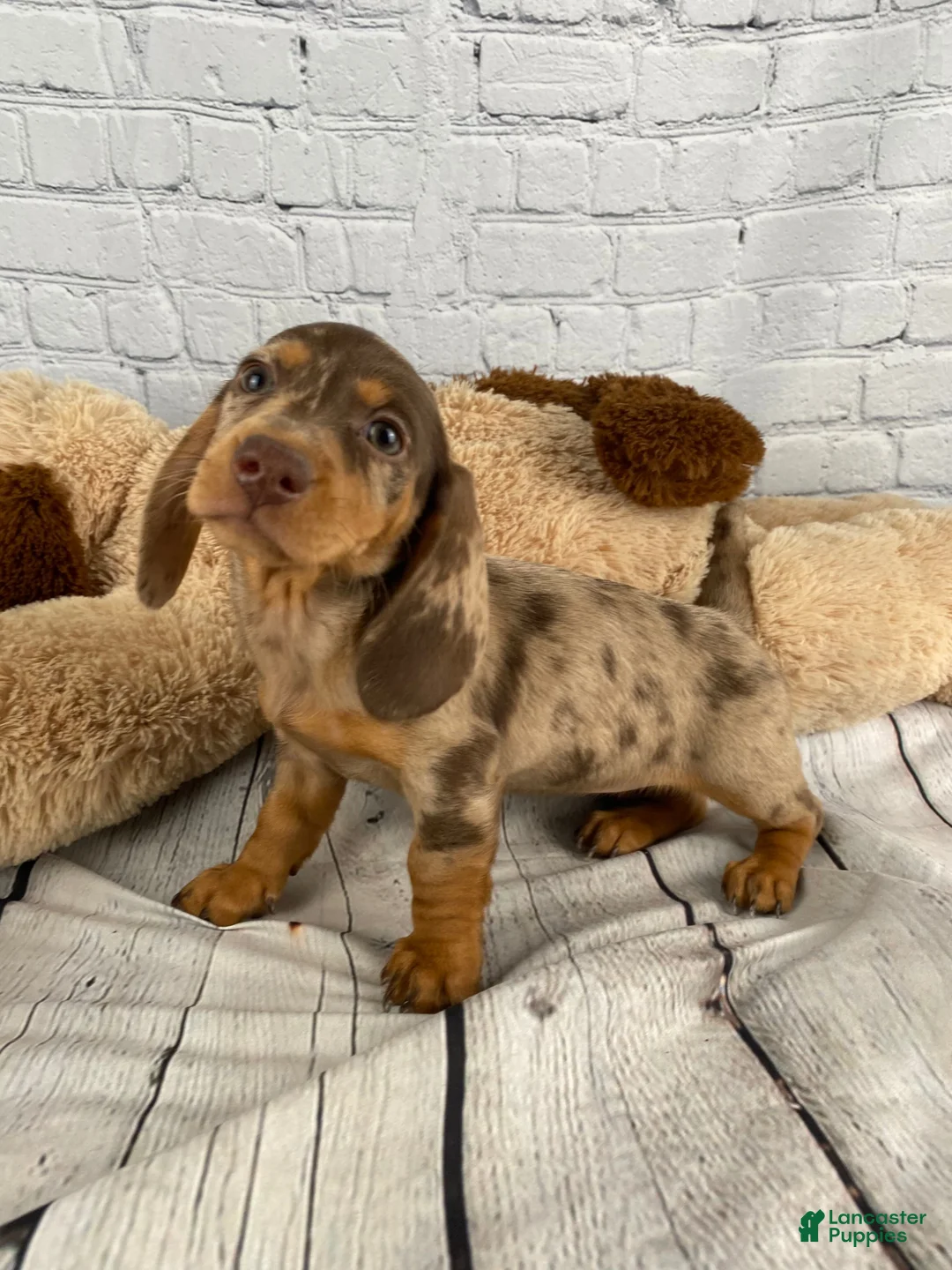 Miniature Dachshund dogs for sale: Hailey - Ad 1