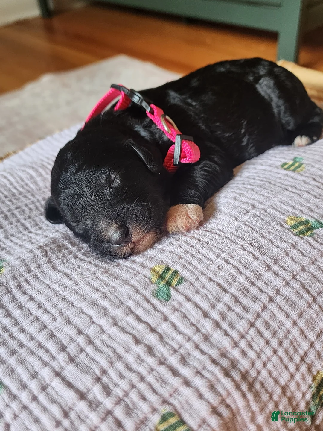 Mixed Breed dogs for sale: Ripley  - Ad 2