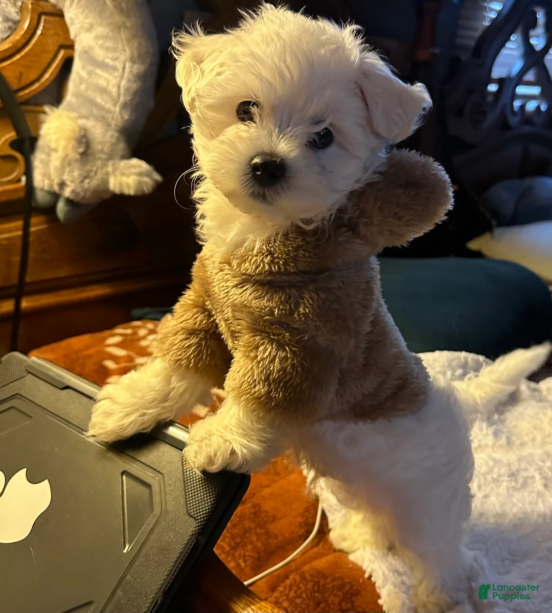 Maltese dogs for sale: Maltese Puppy 2 - Ad 2