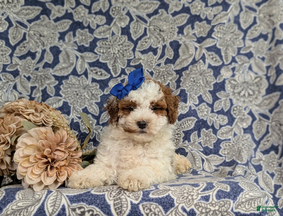 Miniature Poodle dogs for sale: Laureen - Ad 7