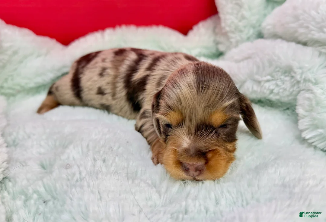 Dachshund dogs for sale: Uno chocolate dapple boy - Ad 21