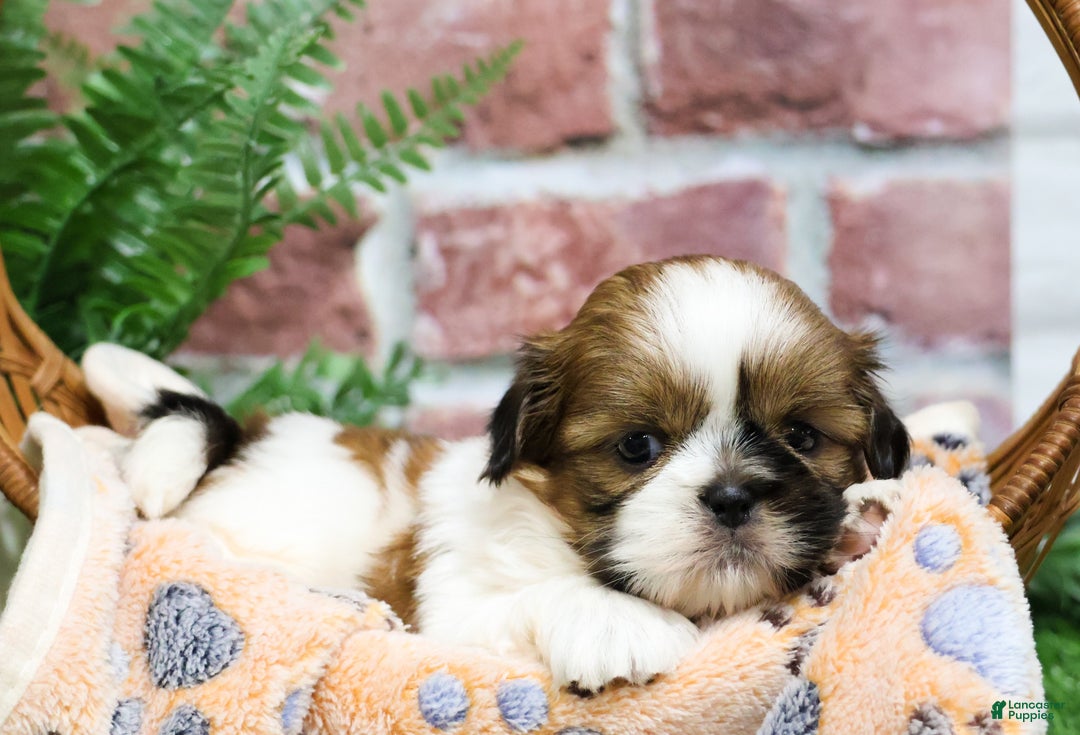 Shih Tzu dogs for sale: Dover  - Ad 5