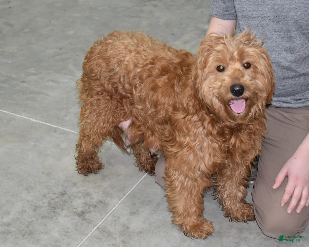 Goldendoodle dogs for sale: Buster  - Ad 5