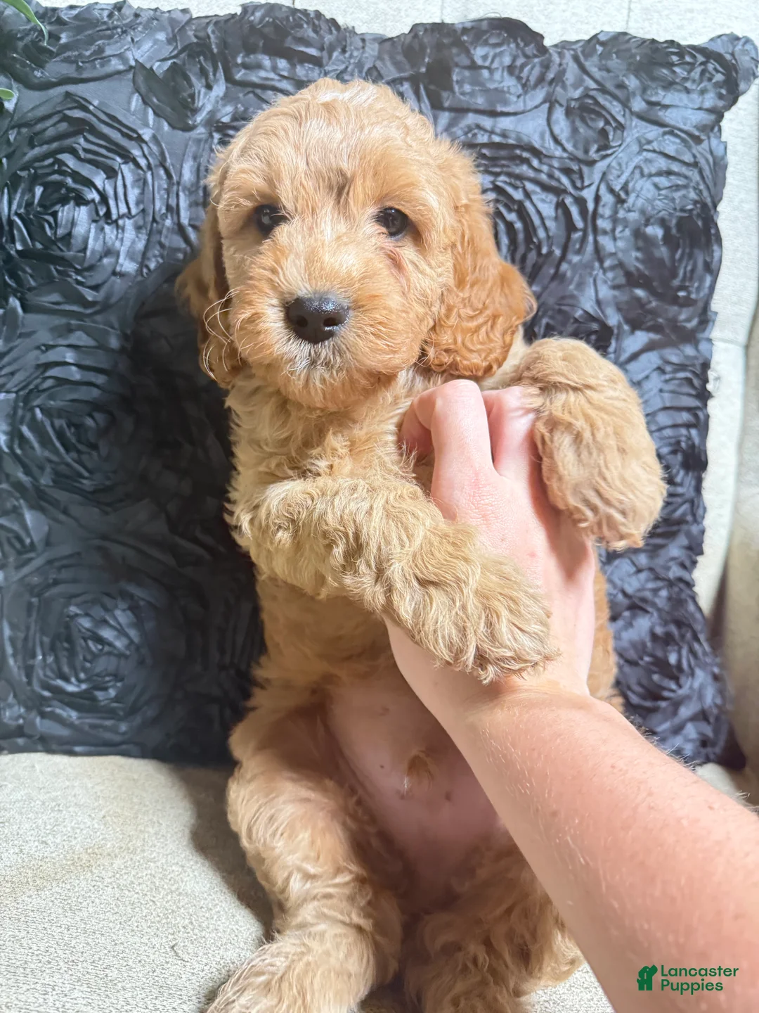Cavapoo dogs for sale: Bear  - Ad 1