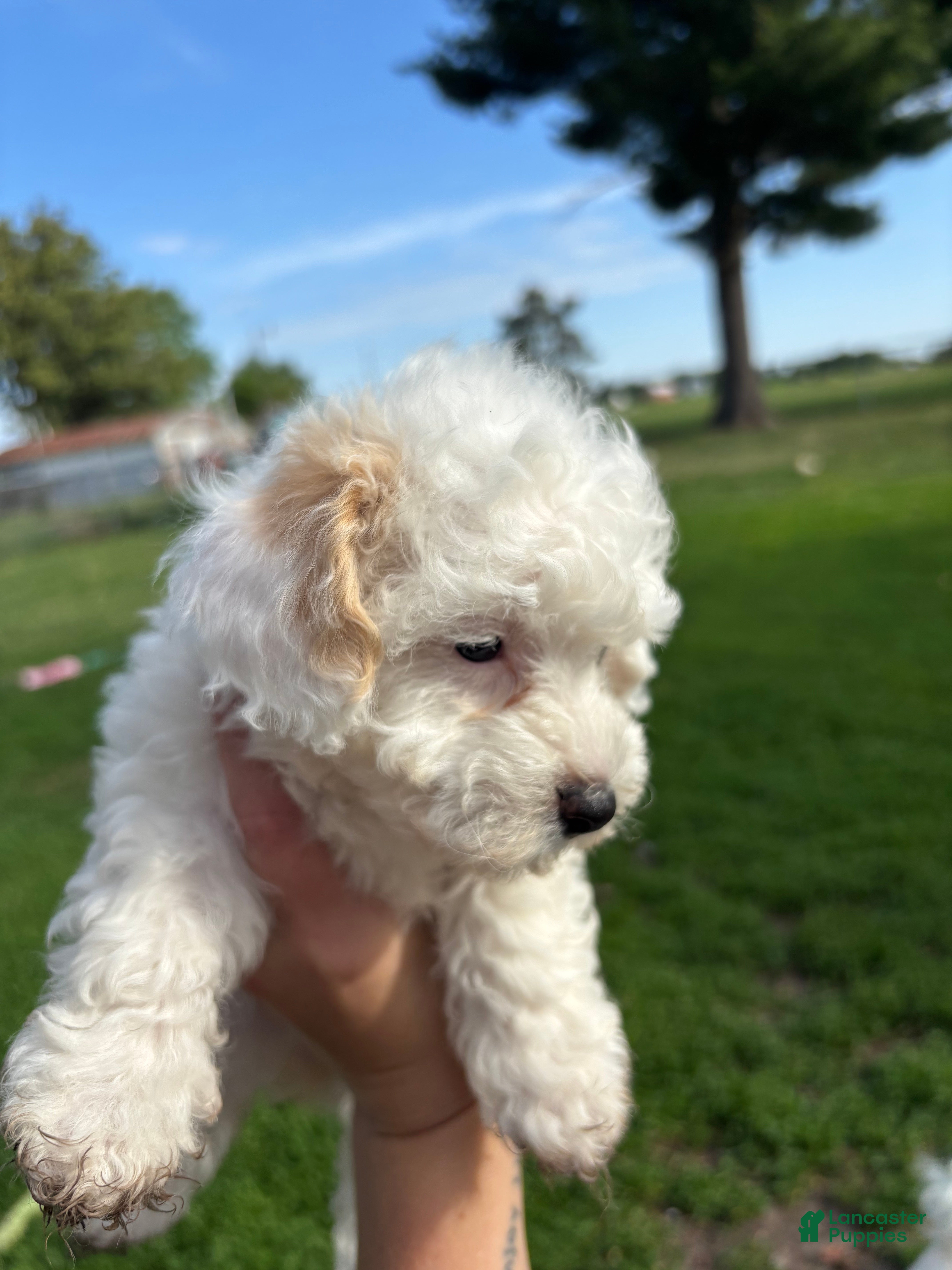 Bichpoo dogs Sable - Ad 2