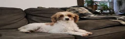 Miniature Poodle dogs for sale: RENEE - Ad 6