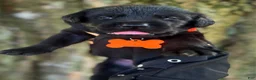 Labrador Retriever dogs for sale: Labrador Retriever 1 - Ad 10