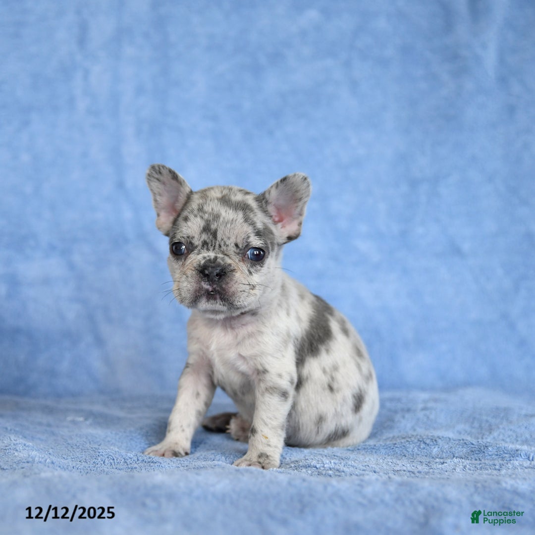 French Bulldog dogs for sale: Zula - Ad 3