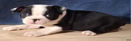 Miniature Dachshund dogs for sale: Audra - Ad 3