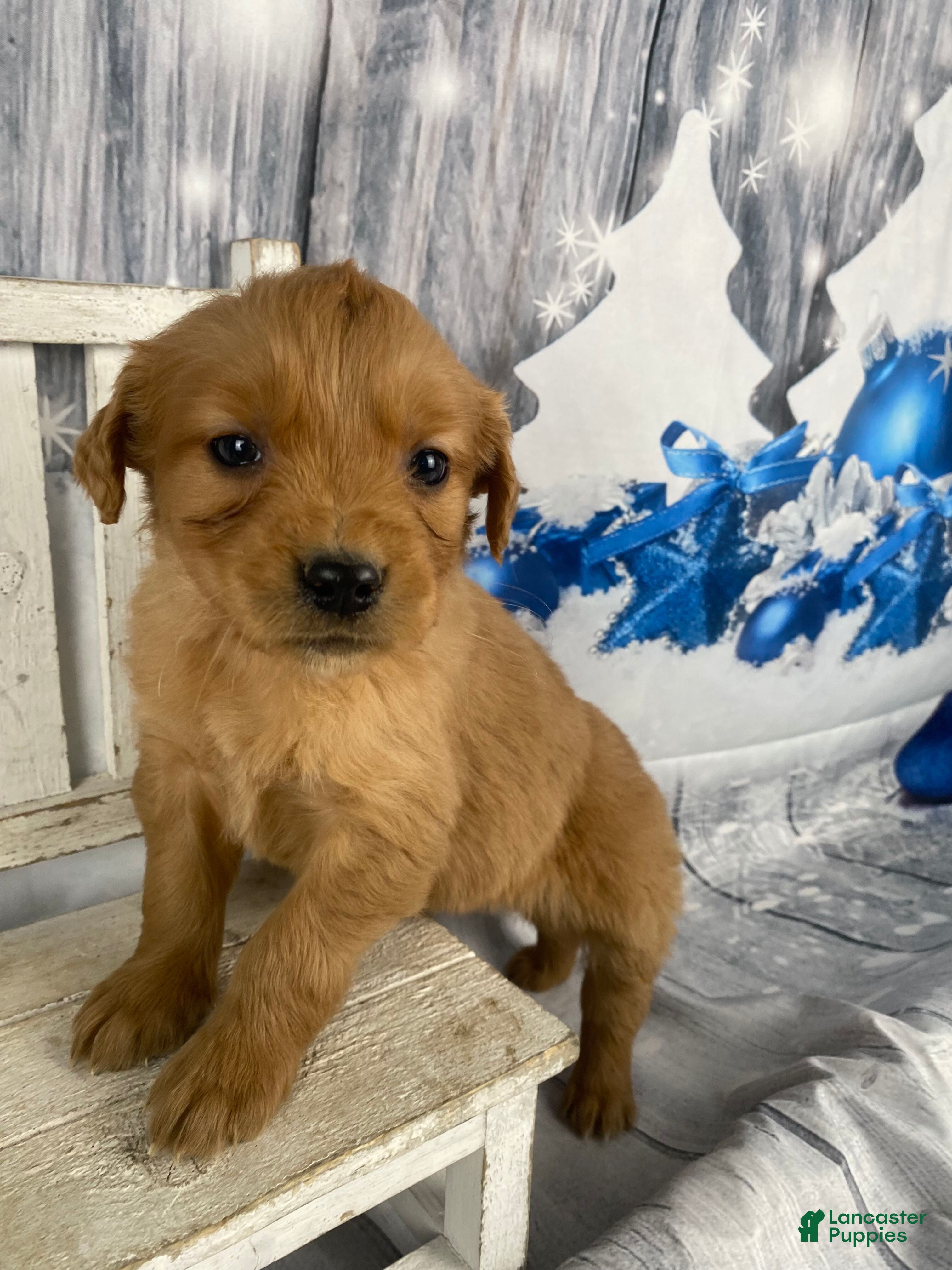 Golden Retriever dogs Jess - Ad 16