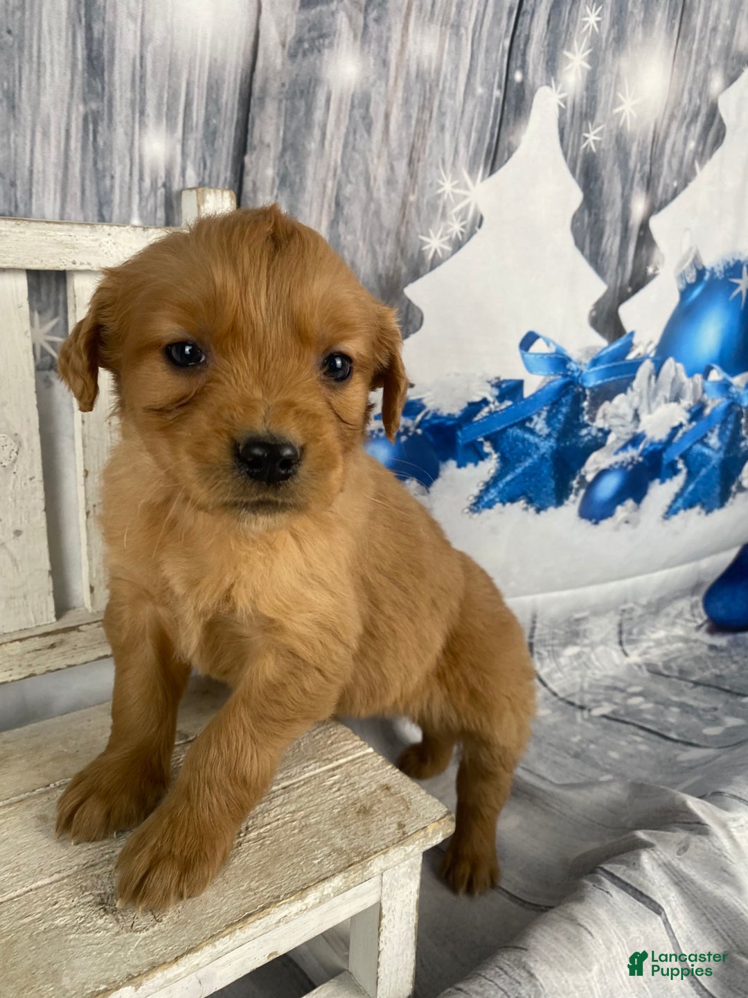 Golden Retriever dogs for sale: Jess - Ad 1