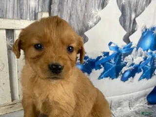 Golden Retriever dogs Jess - Ad 19