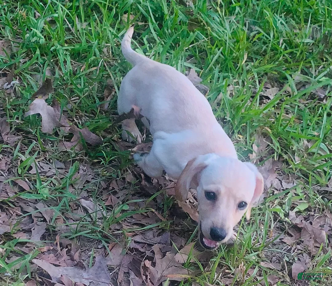 Dachshund dogs for sale: Dachshund Puppy 2 - Ad 2