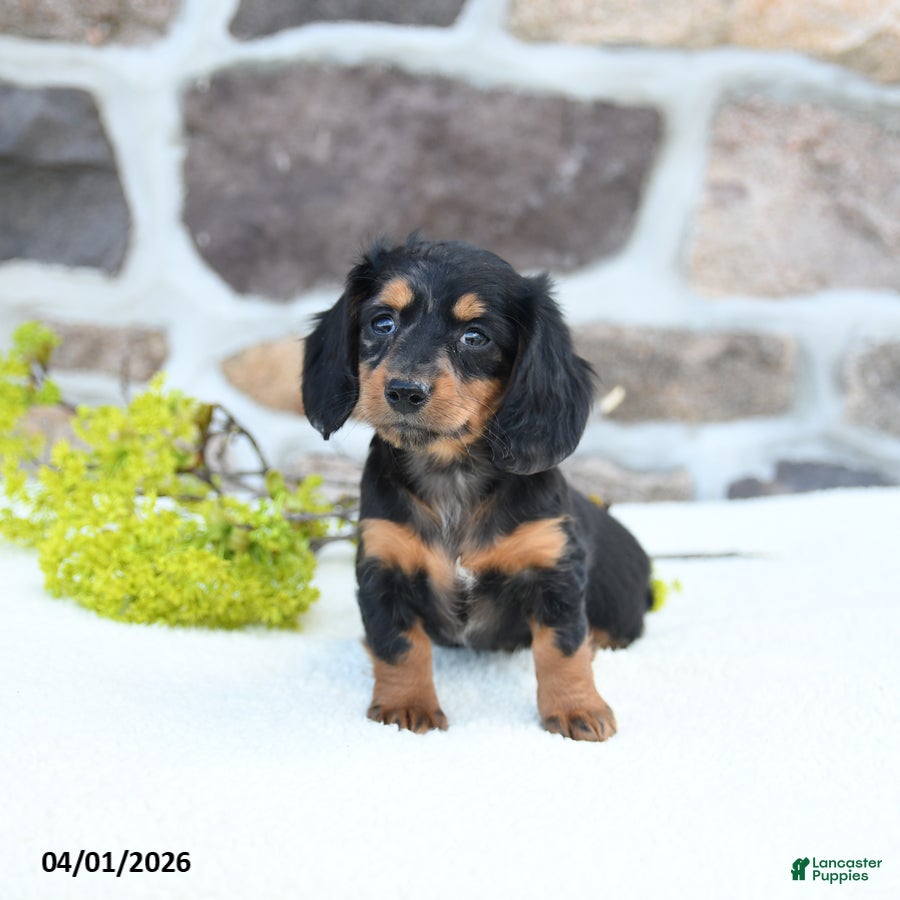 Miniature Dachshund dogs Blossom - Ad 2