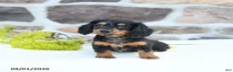 Miniature Dachshund dogs for sale: Blossom - Ad 2