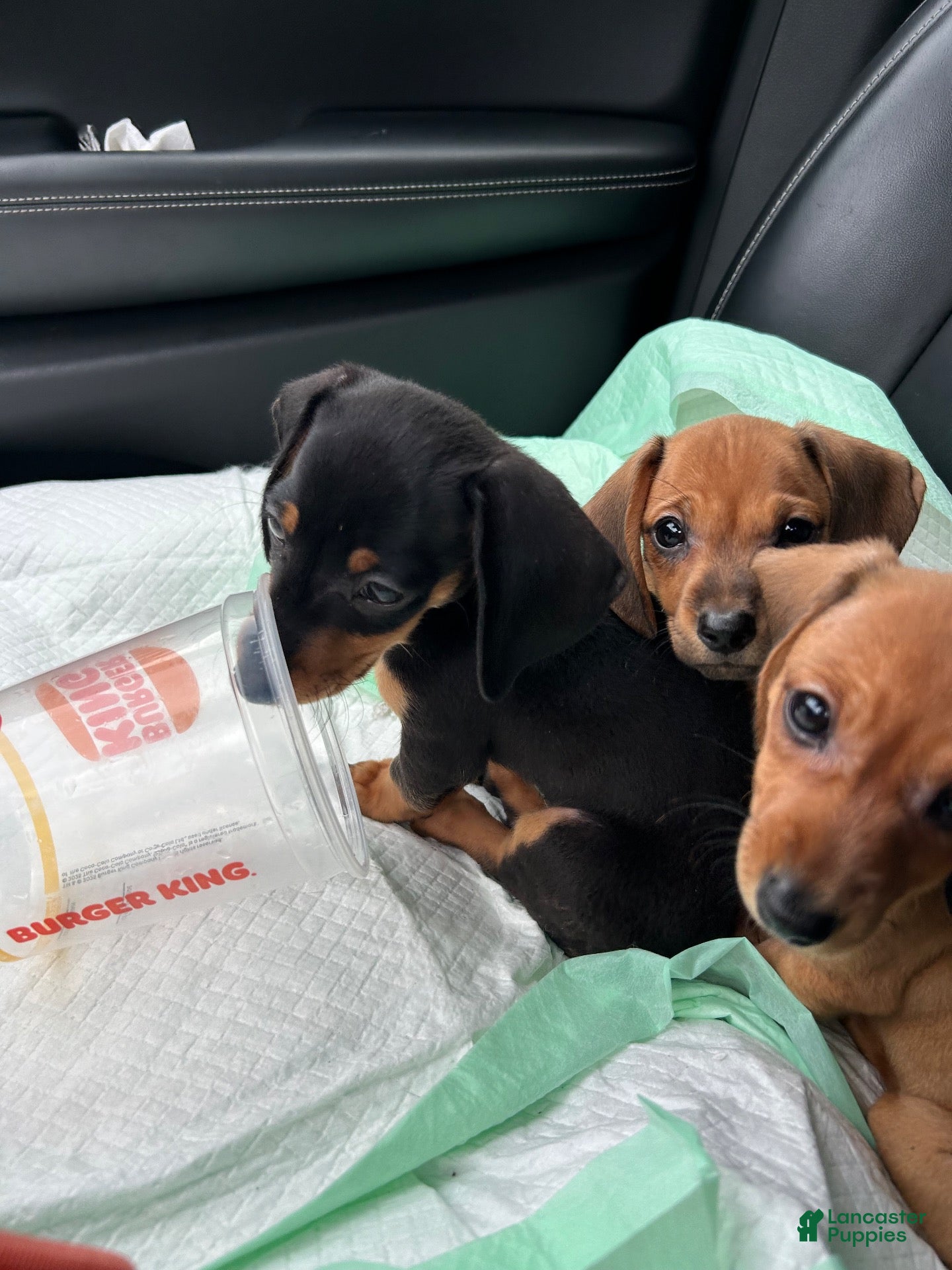 Miniature Dachshund dogs Miniature Dachshund 1 - Ad 2