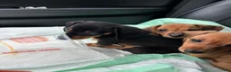 Miniature Dachshund dogs for sale: Miniature Dachshund 1 - Ad 2