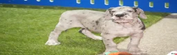 Great Dane dogs for sale: Lainey - Ad 6