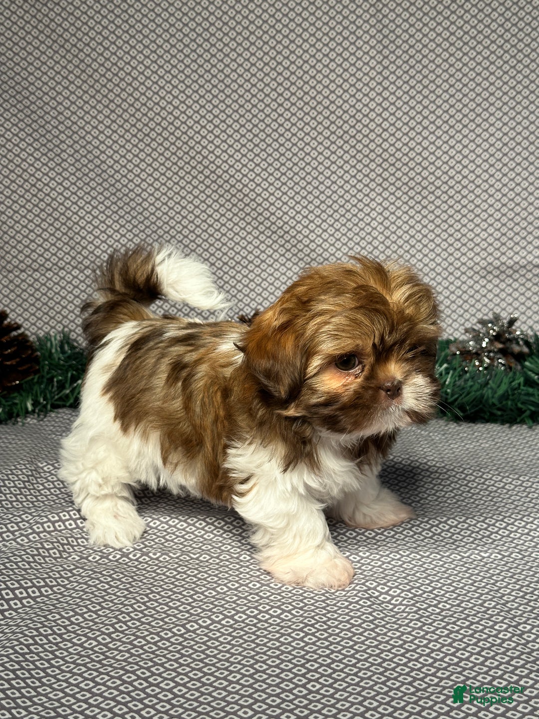 Shih Tzu dogs for sale: Zoey - Ad 5