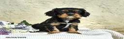 Cavalier King Charles Spaniel dogs for sale: Cody - Ad 4