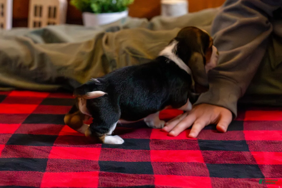 Basset Hound dogs for sale: Maggie - Ad 7