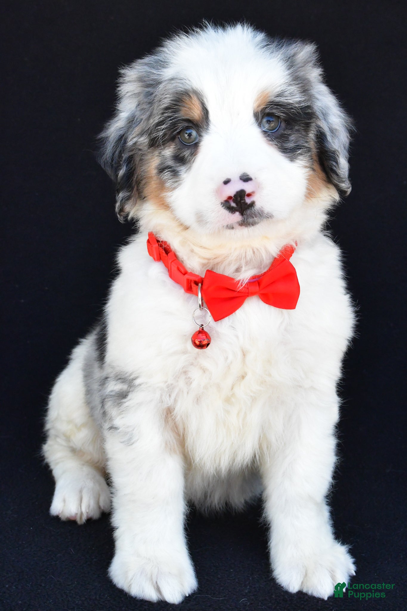 Mini Bernedoodle dogs Luke - Ad 2