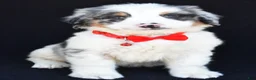 Mini Bernedoodle dogs for sale: Luke - Ad 2