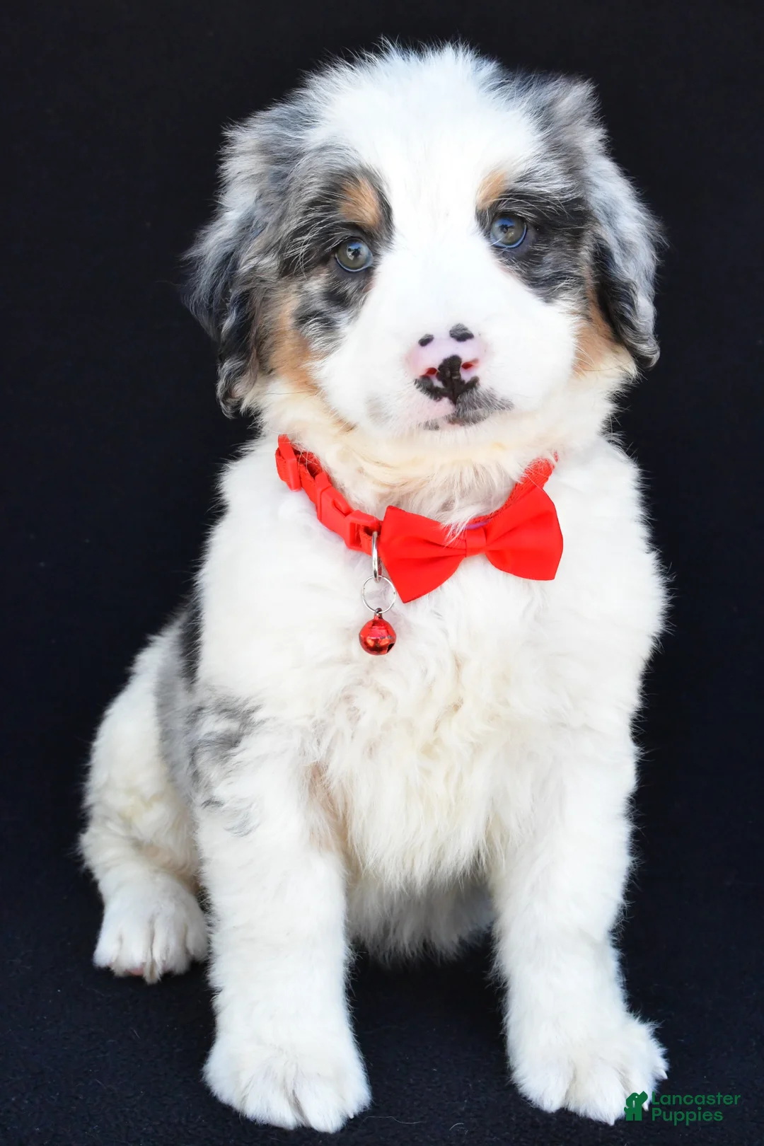 Mini Bernedoodle dogs for sale: Luke - Ad 2