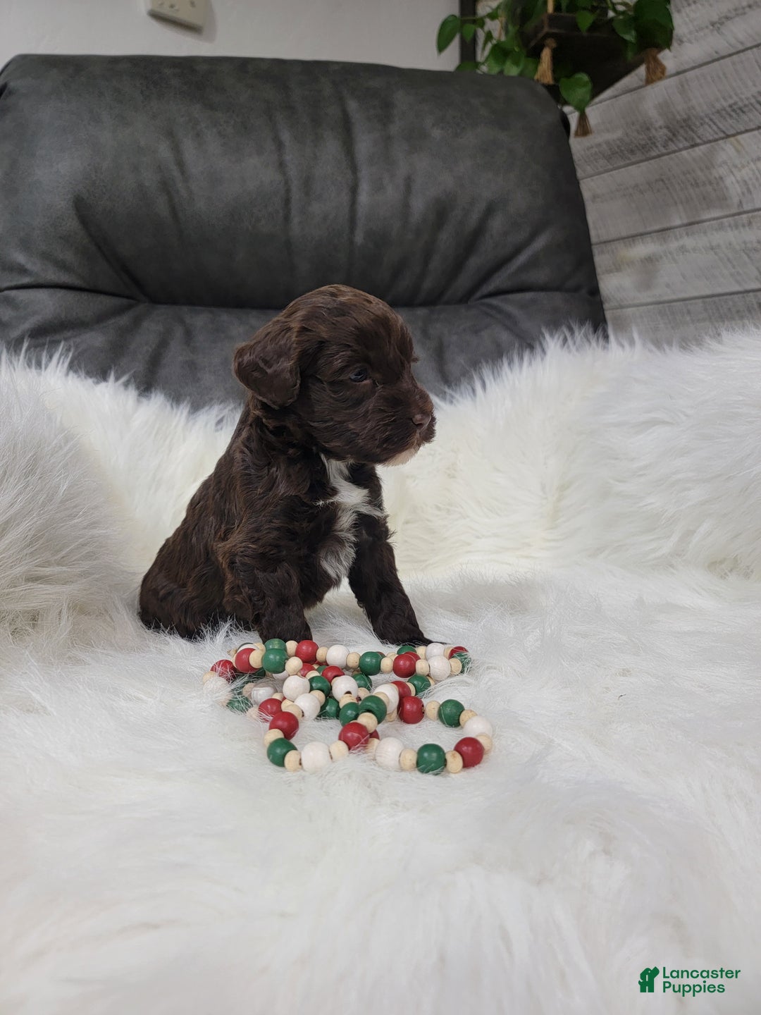 Portuguese Water Dog dogs for sale: Prince - Ad 3