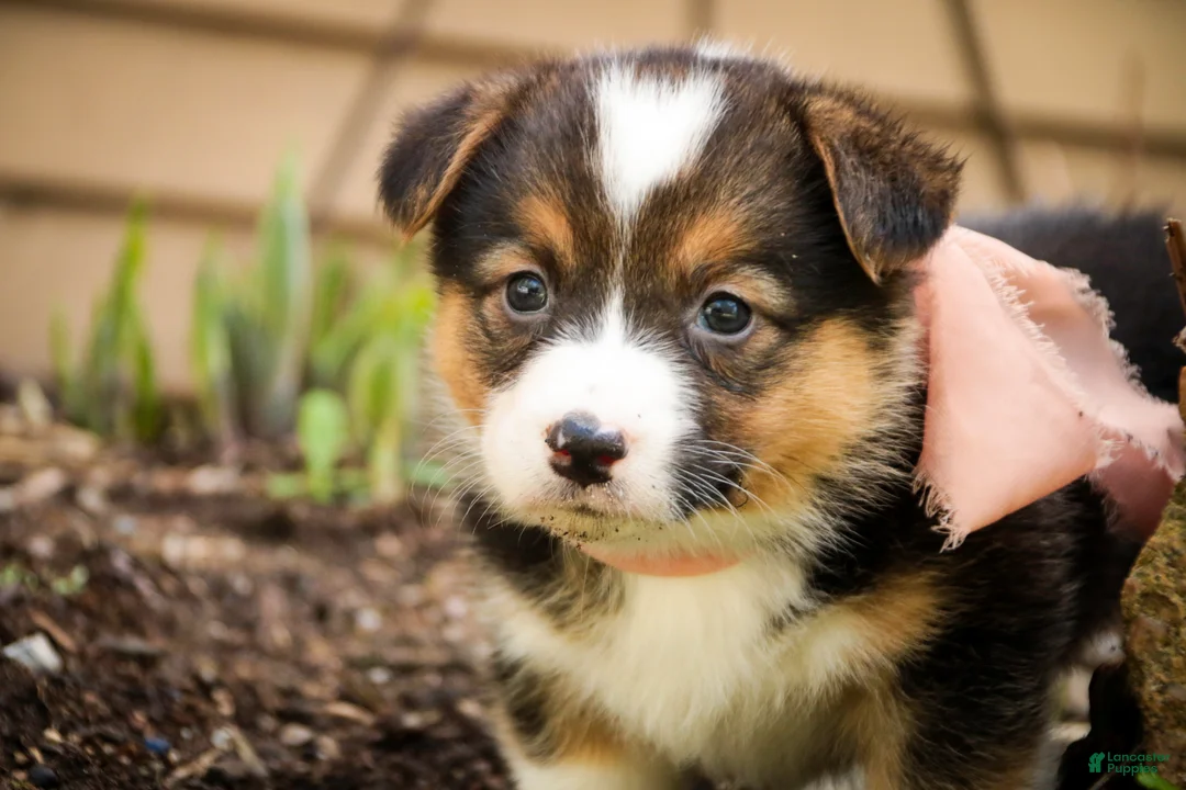 Welsh Corgi Pembroke dogs for sale: Gabriella - Ad 1