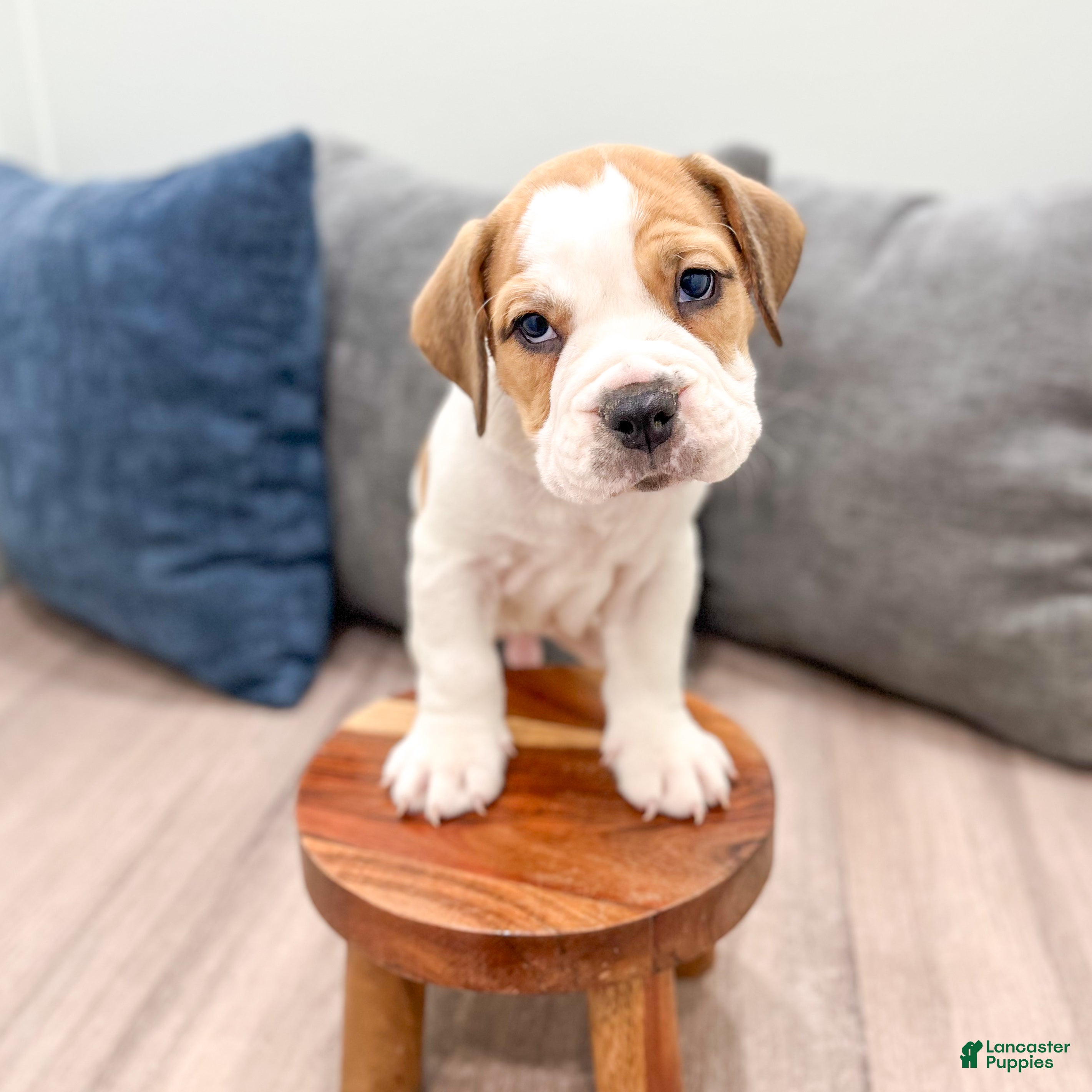 Beabull dogs Cody - Ad 2