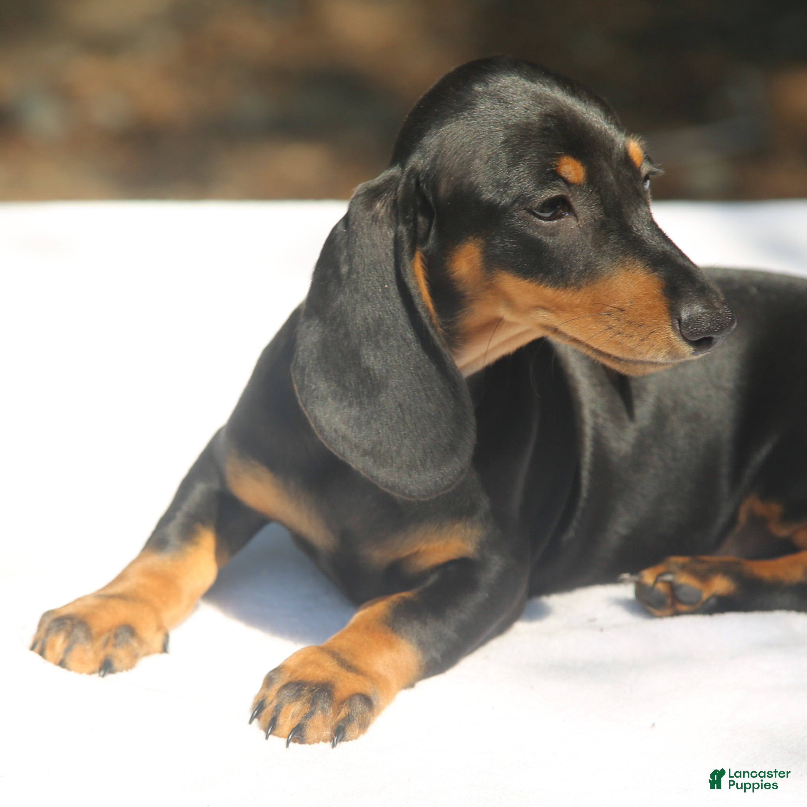 Dachshund dogs Darlene  - Ad 1