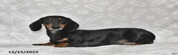 Dachshund dogs for sale: Gregory - Ad 6