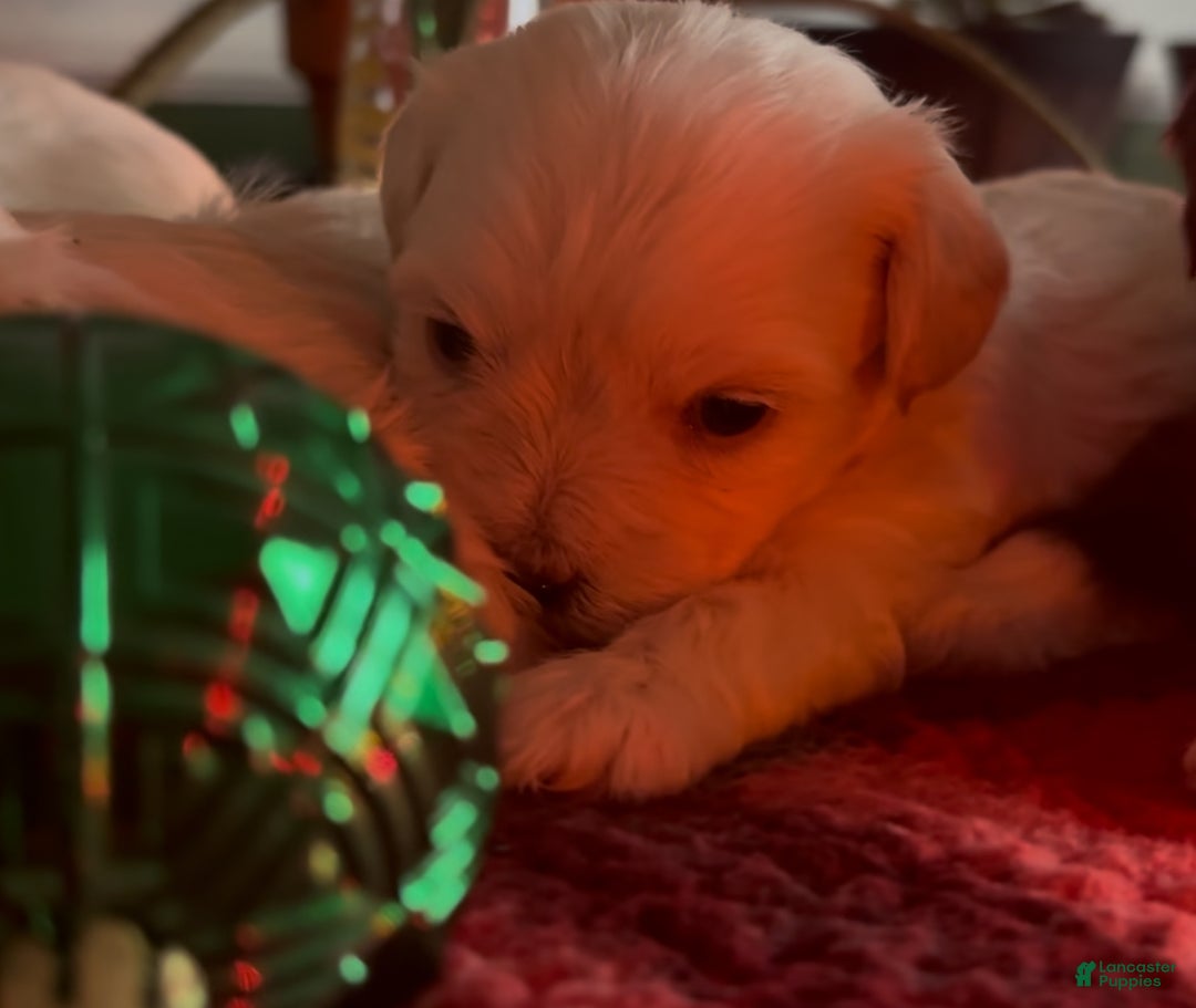 Shorkie dogs for sale: Shorkie Puppy 1 - Ad 5