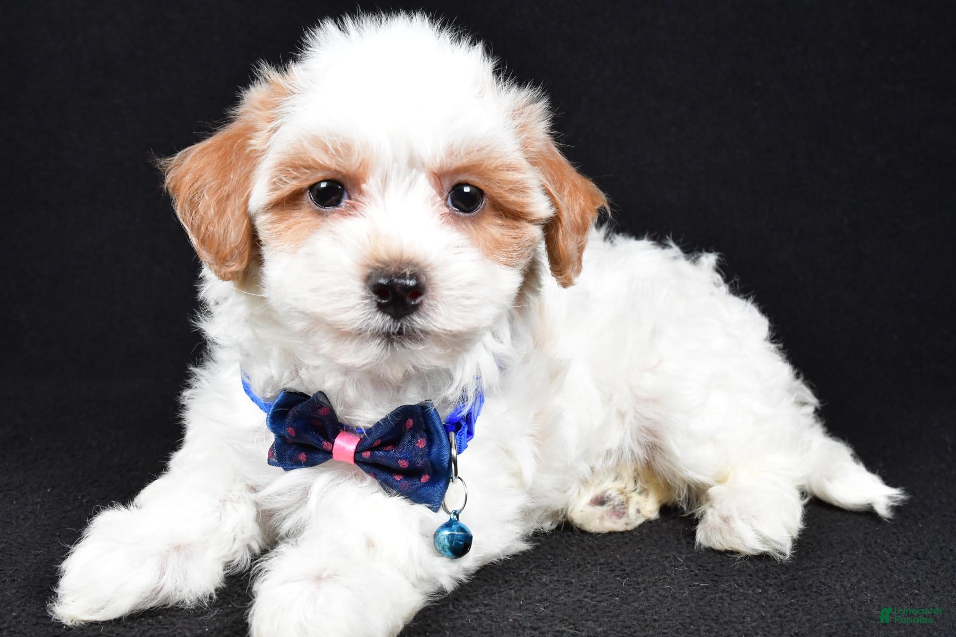 Maltipoo dogs Minston - Ad 1