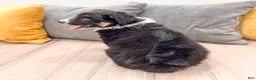 Australian Shepherd dogs for sale: Luna - Ad 5