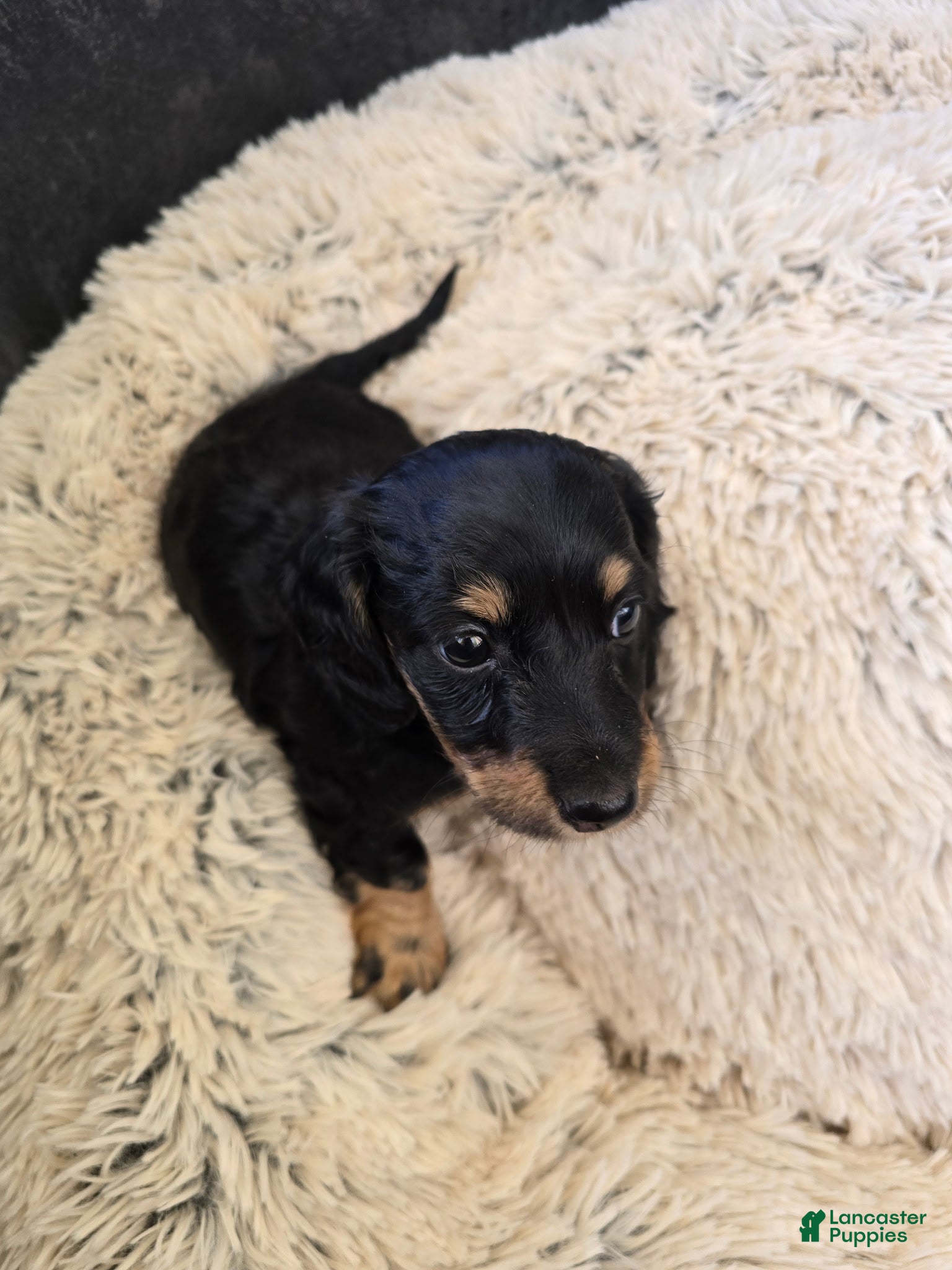 Miniature Dachshund dogs Miniature Dachshund Puppy 2 - Ad 2
