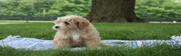 Mini Goldendoodle dogs for sale: Tinkerbell - Ad 2