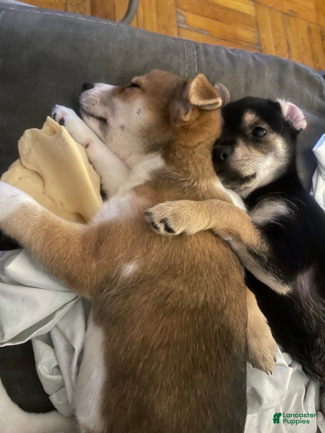 Gallery Image {{count}}