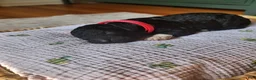 Mixed Breed dogs for sale: Stella - Ad 2