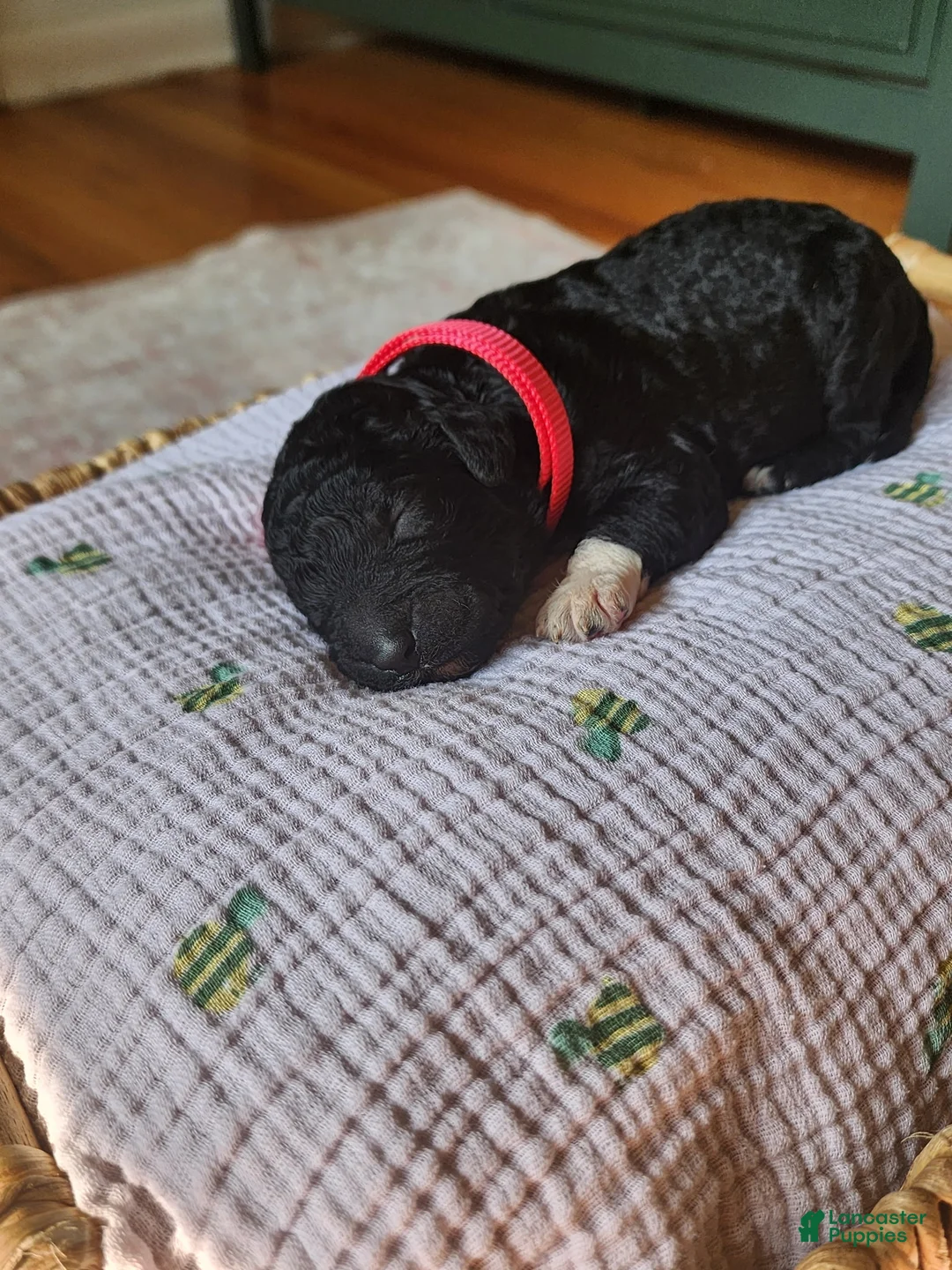 Mixed Breed dogs for sale: Stella - Ad 2