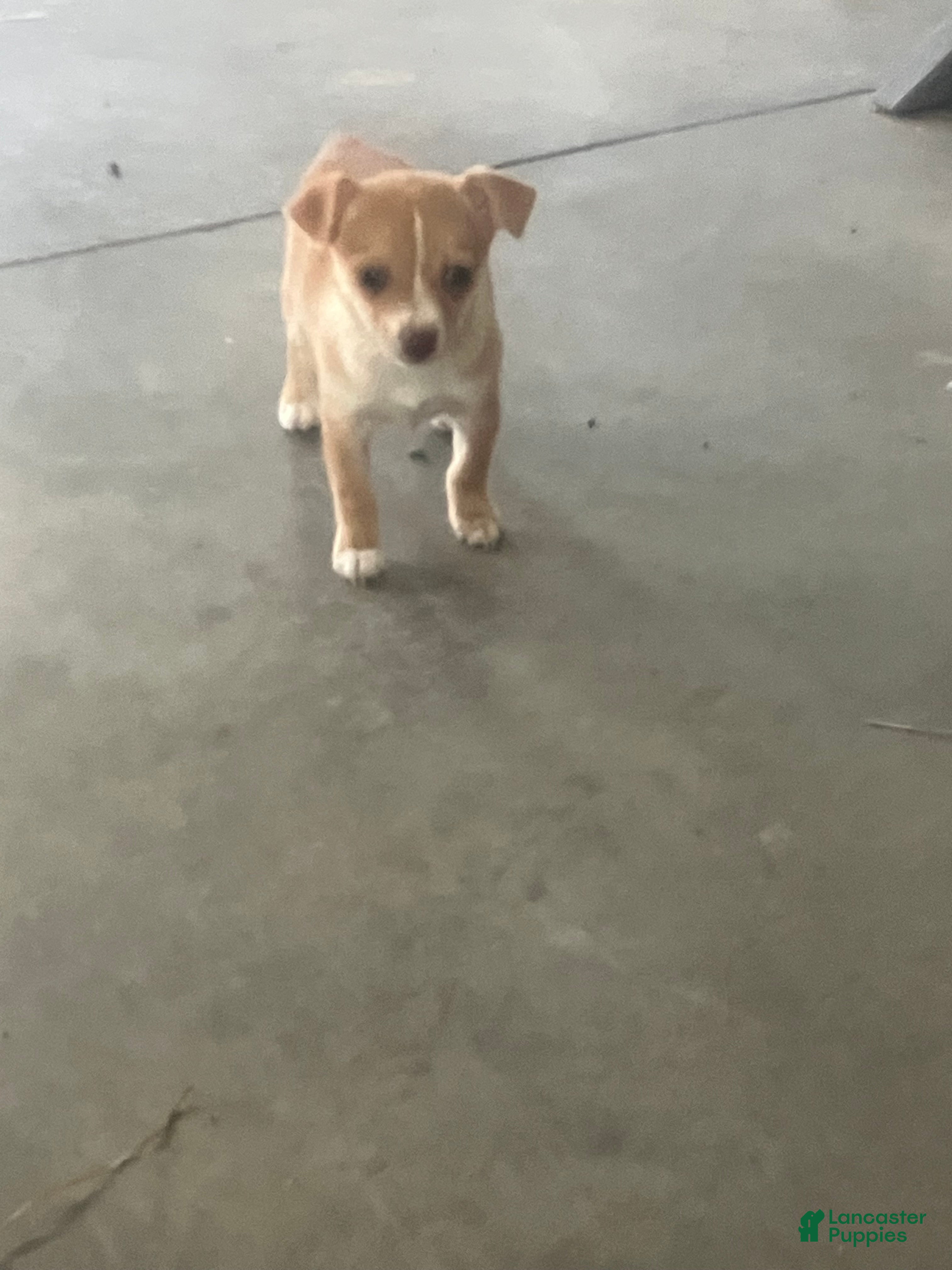 Chihuahua dogs Maria - Ad 31
